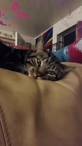cat.exe starting up GIF