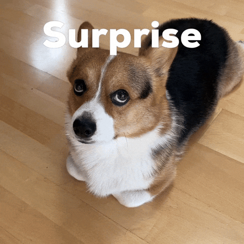 Surprise Corgi GIF