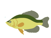 Big Fish Sticker by Minnesota Lottery