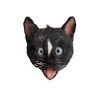 Felini what cats say what eyes wide open Sticker