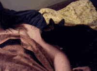 cat kiss GIF