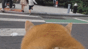 Dog Musicvideo GIF by Fat Possum Records