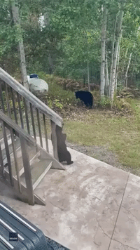 Bear Scratches an Itch on Stairs of Ontario Home