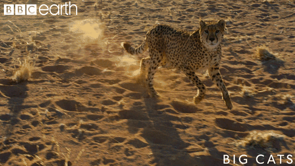 big cats cat GIF by BBC Earth