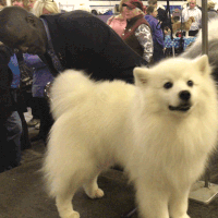 dog show dogs GIF by Westminster Kennel Club
