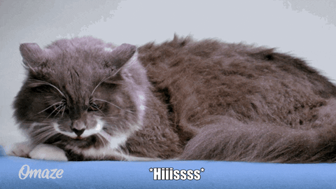 nine lives cats GIF by Omaze
