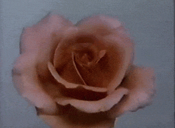 blossom GIF