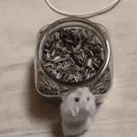 hamster sunflower seeds jar GIF