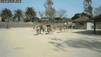 horde kangaroos GIF by Cheezburger
