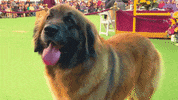 Dog Show GIF by Westminster Kennel Club
