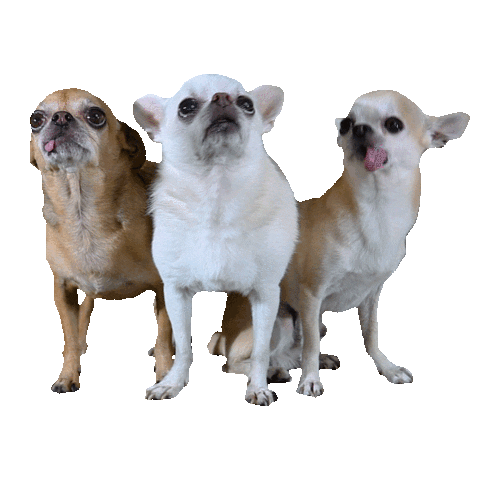 dogs puppy Sticker