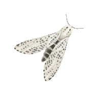 sofiaiva happy fun nature fly Sticker