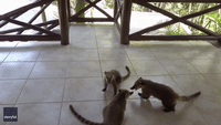 Adorable Baby Coatis Play on Terrace in Brazil