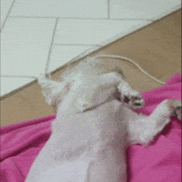 Puppy GIF