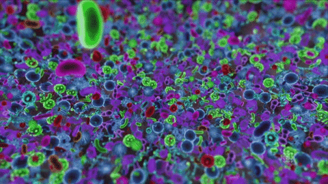 Animated GIF