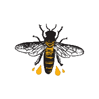 TheCaliforniaHoneyDrops californiahoneydrops thecaliforniahoneydrops thehoneydrops Sticker