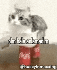 Cat Idk GIF