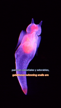 Into The Deep GIF by Monterey Bay Aquarium