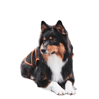 Pet Dawg Sticker by Akhal
