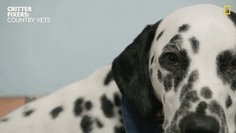 National Geographic Vet GIF by Nat Geo Wild