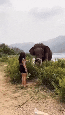 cuteanimalland giphyupload GIF