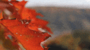 lesSommets snow fall ski ski resort GIF