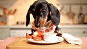 Dog Puppy GIF