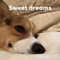 Sweet Dreams GIF