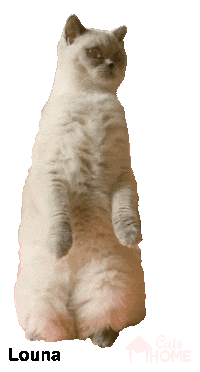 Cat Louna Sticker by CatsHome