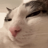 Sassycat Viralcat GIF