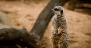 interested meerkat GIF by Head Like an Orange