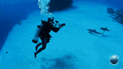 Shark GIF by Mission Blue