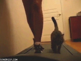 cat treadmill GIF by Cheezburger