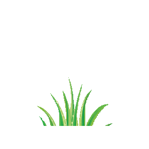 Hair Aloe Sticker by boessi
