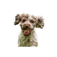 Drop Dead Gorgeous Dog Sticker by ddgsalon