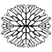 realanupreet flower black bloom mandala GIF