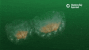 Space Water GIF by Monterey Bay Aquarium