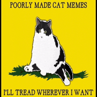 Cat Memes GIF