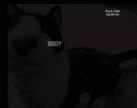 Cat What GIF