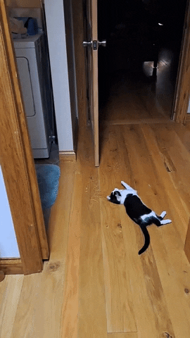 cuteanimalland giphyupload GIF