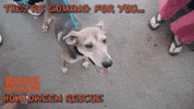 dogs puppy GIF by Badass BK