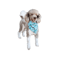 Baby Groot Poodle Sticker by Geekster Pets