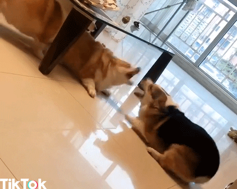 excited aww GIF by TikTok