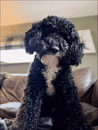 Excuse Me Seriously GIF