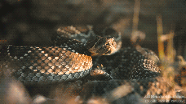 Sunset Rattlesnake GIF
