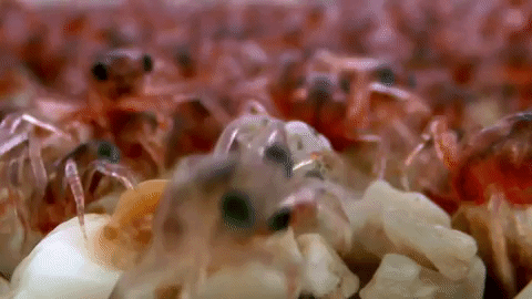 symphony for our world GIF by Nat Geo Wild 
