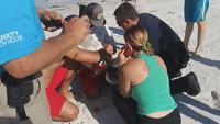Group Effort Frees Pelican Trapped in Fishing Gear on Clearwater Beach
