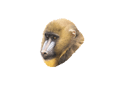 ARTIS_amsterdam nature animal 2020 2021 Sticker