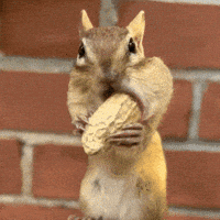 endyoona eating squirrel chipmunk endyoona GIF