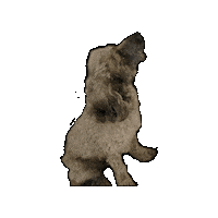 Dog Begging Sticker